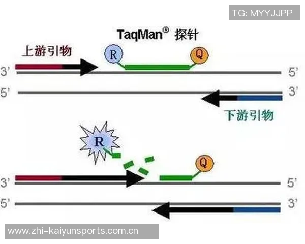 重庆排球队的战术控制体系解析与实践探讨 重庆排球队的战术控制体系解析与实践探讨